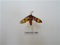 藏品(紅腹鹿子蛾)的圖片